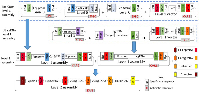 Figure 1.