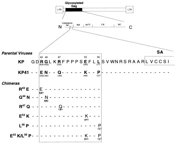 FIG. 1