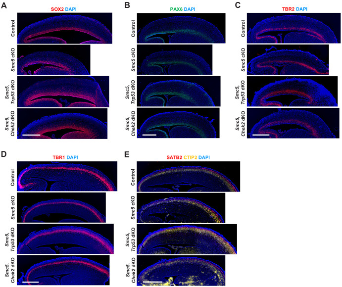 Figure 3—figure supplement 1.