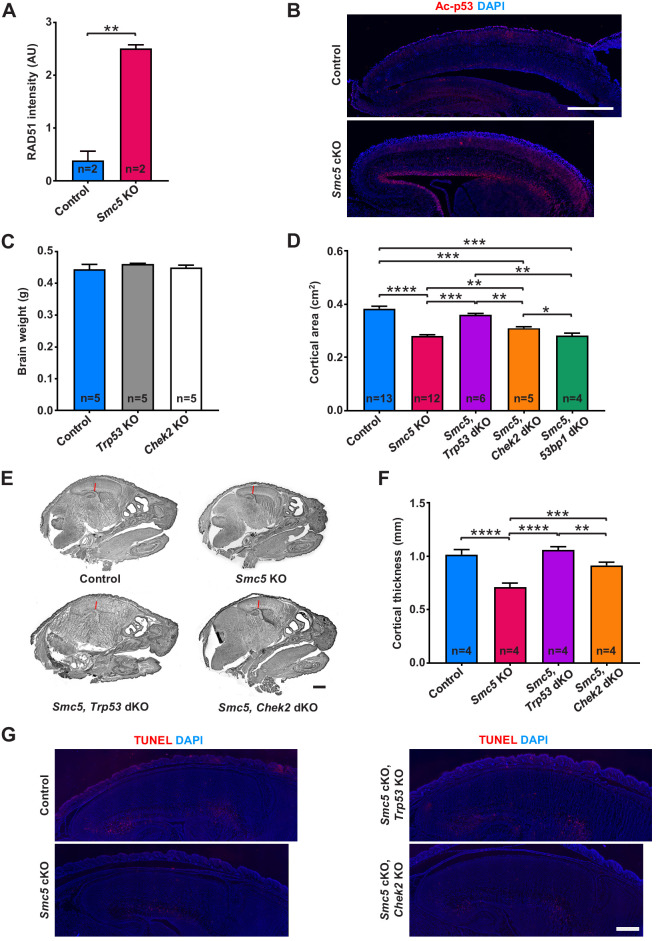 Figure 2—figure supplement 1.