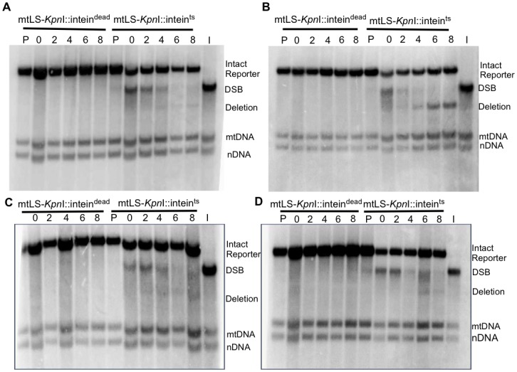 Fig 6