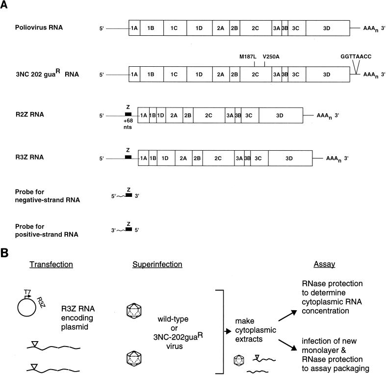 FIG. 1