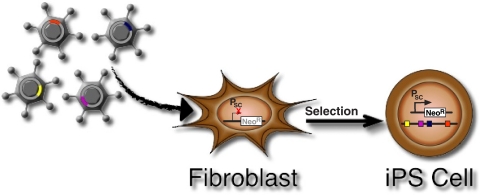 Fig. 1