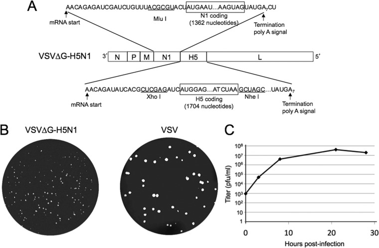 FIG 1