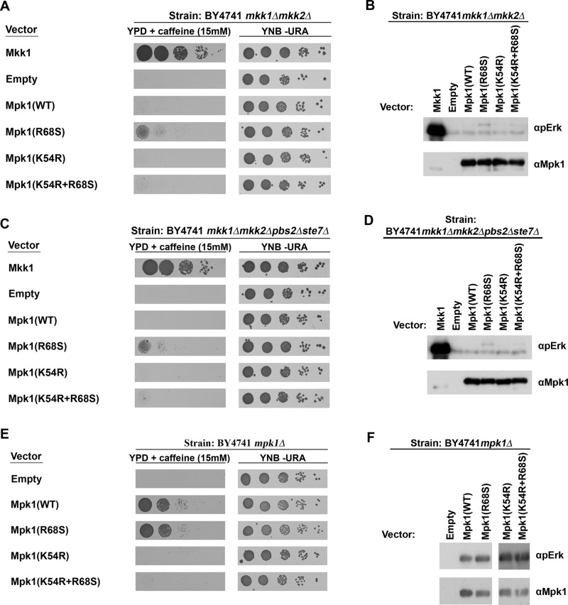 FIGURE 4: