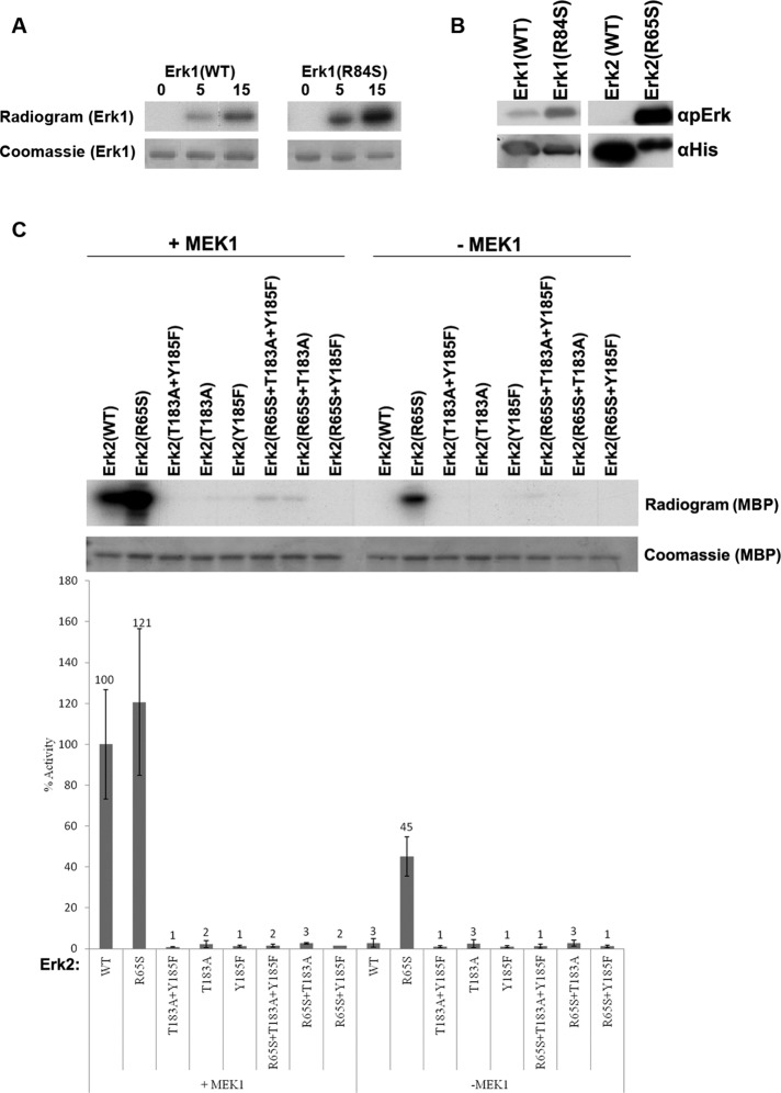 FIGURE 5: