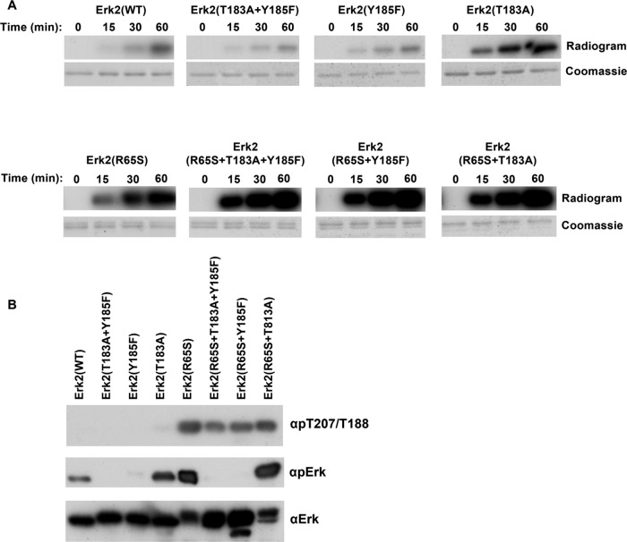 FIGURE 7: