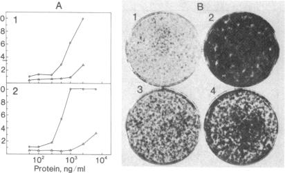 graphic file with name pnas00014-0322-a.jpg