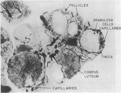 graphic file with name pnas00014-0320-a.jpg