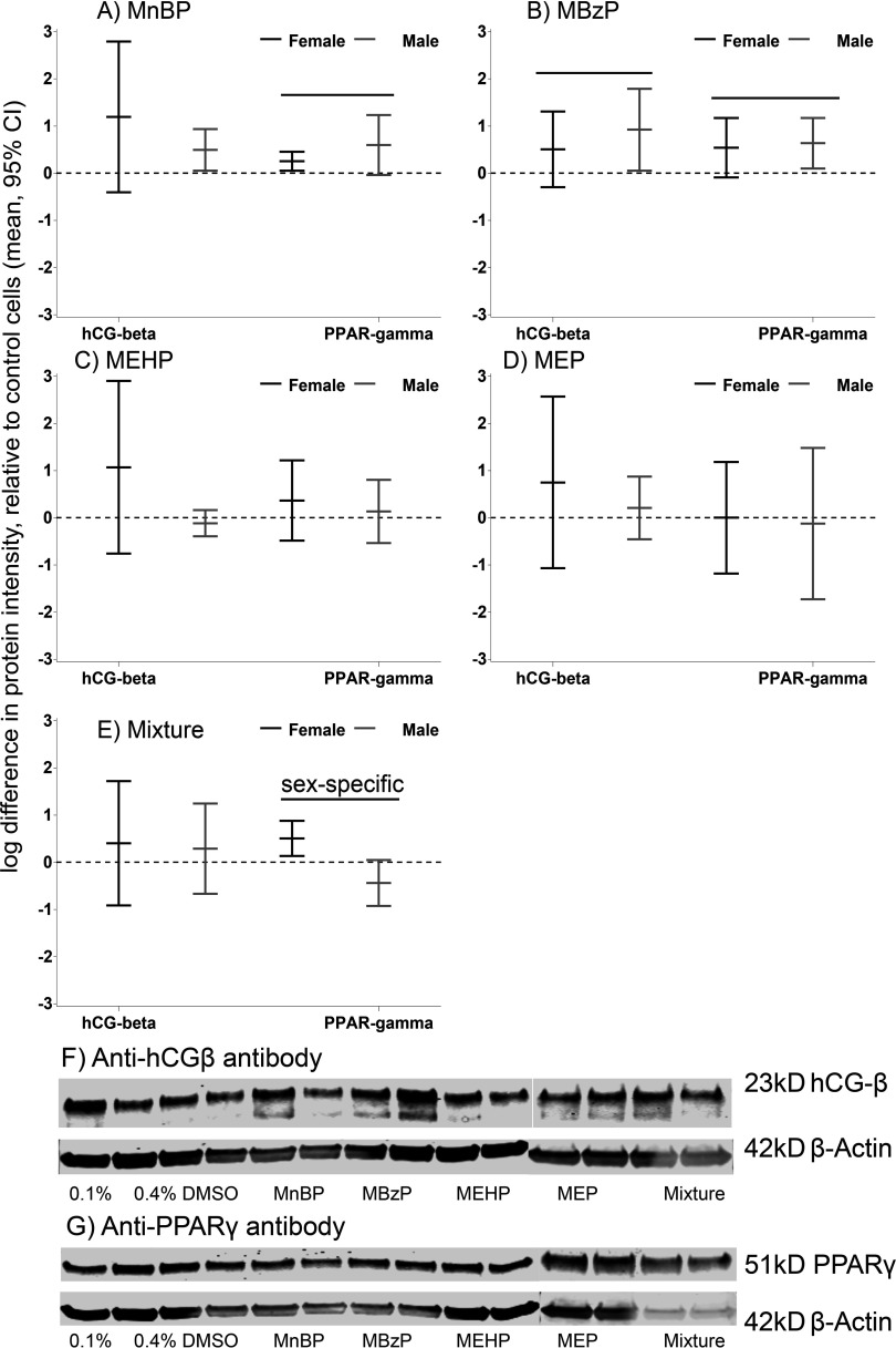 Figures 3A to 3E are five whisker plots with confidence intervals plotting log difference in protein intensity, relative to control cells (mean, 95 percent CI) (y-axis) across phthalates hCG beta and PPAR gamma (x-axis) for metabolites MnBP, MBzP, MEHP, MEP, and their mixture. Figure 3F and 3G are Western blots for hCG beta and PPAR gamma.