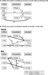 Figures 5A to 5C are flowcharts showing Spearman rank correlations.