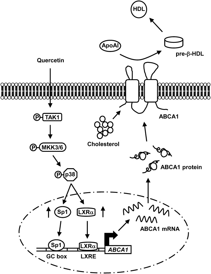 Fig. 7.