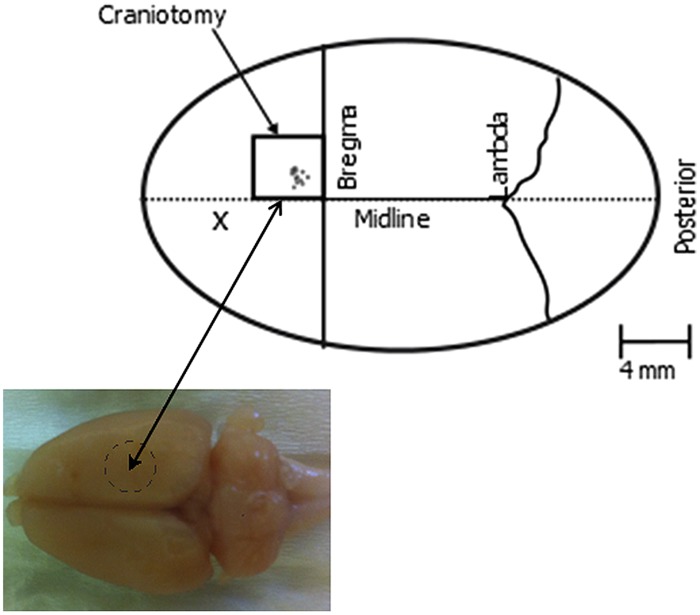 FIGURE 2