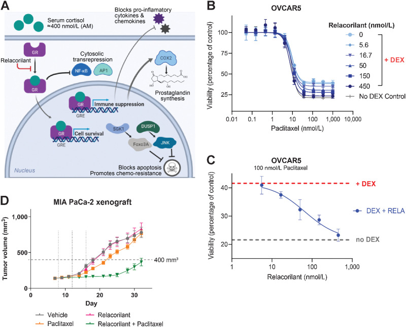 Figure 2. GR antagonism overcomes resistance to taxanes. A Cortisol promotes cell survival by deactivating apoptotic pathways induced by paclitaxel (27). Immunosuppressive effects of cortisol are also depicted (28). B, In OVCAR5 cells, DEX reduces paclitaxel cytotoxicity and relacorilant restores paclitaxel maximum efficacy (non-parametric t test comparing viability at 1,000 nmol/L paclitaxel with DEX ± 450 nmol/L relacorilant P < 0.001, n = 4/data point). C, Similarly, DEX increases the fraction of drug-tolerant cells when added to paclitaxel in OVCAR5 cells. Addition of relacorilant to paclitaxel + DEX decreases the fraction of drug-tolerant cells in a dose-dependent manner (mean ± SD shown, n = 4/data point). D, In a pancreatic cancer xenograft, the combination of relacorilant (30 mg/kg) + paclitaxel (7.5 mg/kg) reduces tumor growth and time to progression (n = 10 mice/group). Dashed vertical lines indicate days of paclitaxel administration (mean ± SEM shown); DEX, dexamethasone; RELA, relacorilant.