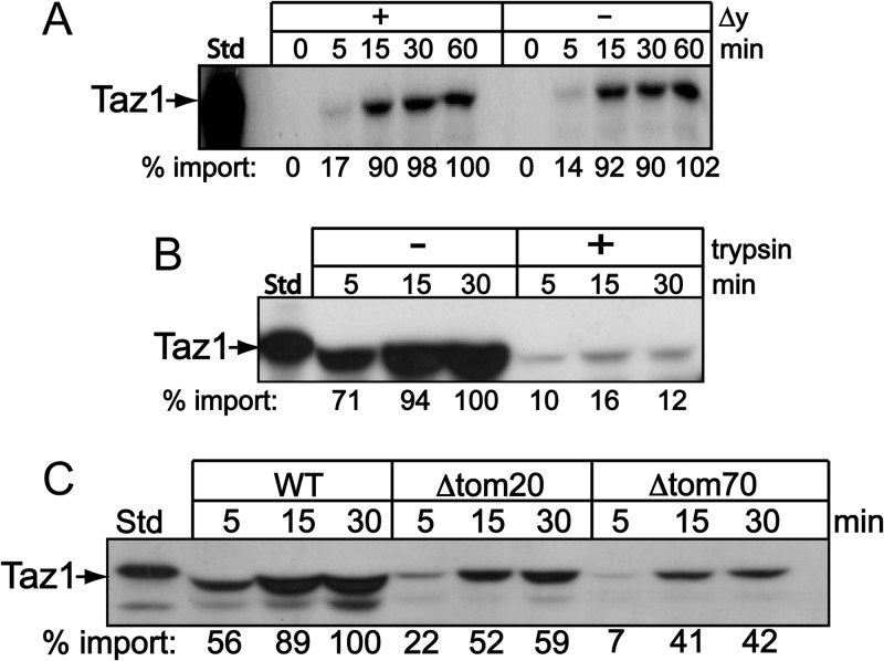 Fig 1