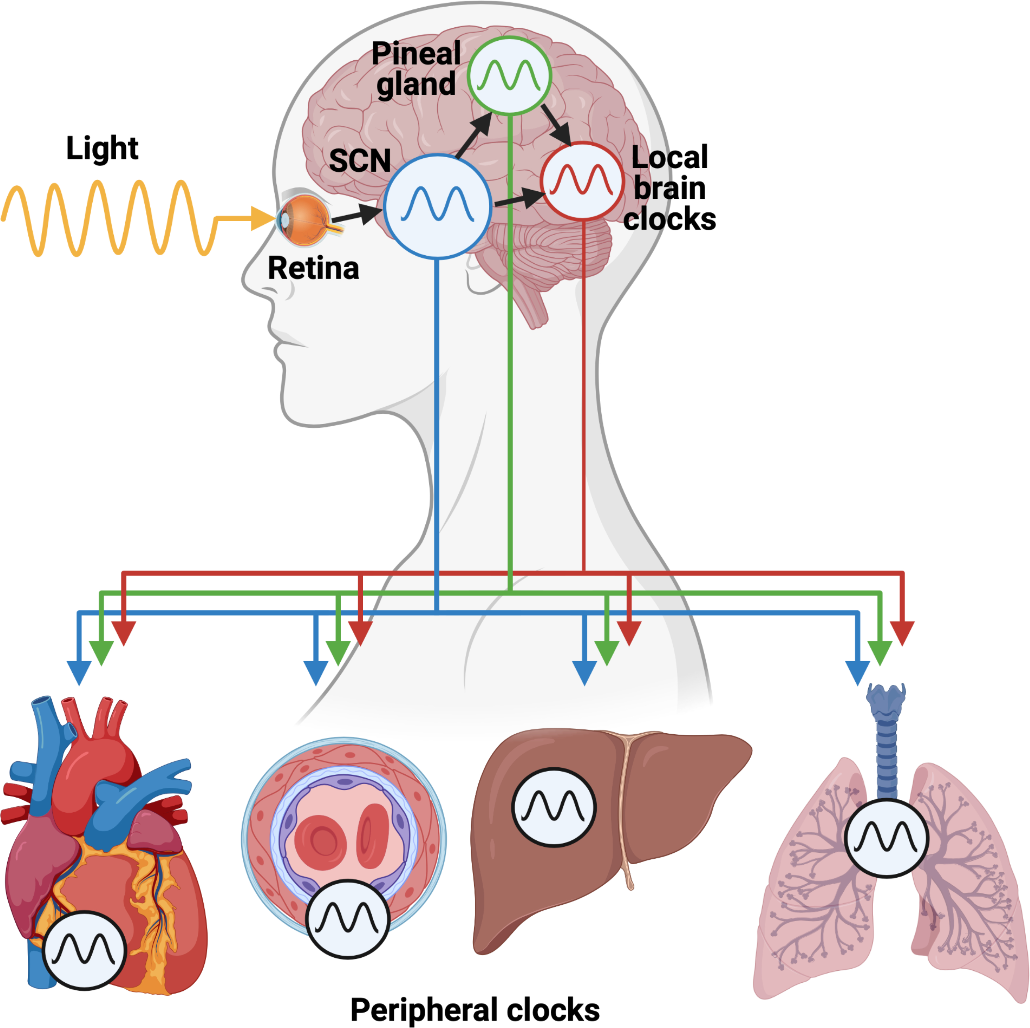 Figure 2.