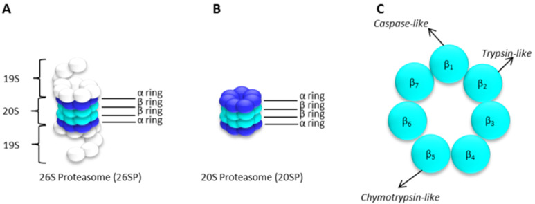 Revisiting Proteasome Inhibitors: Molecular Underpinnings of Their ...