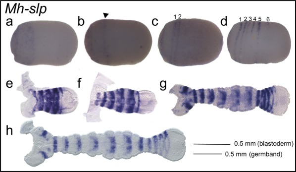 Fig. 5