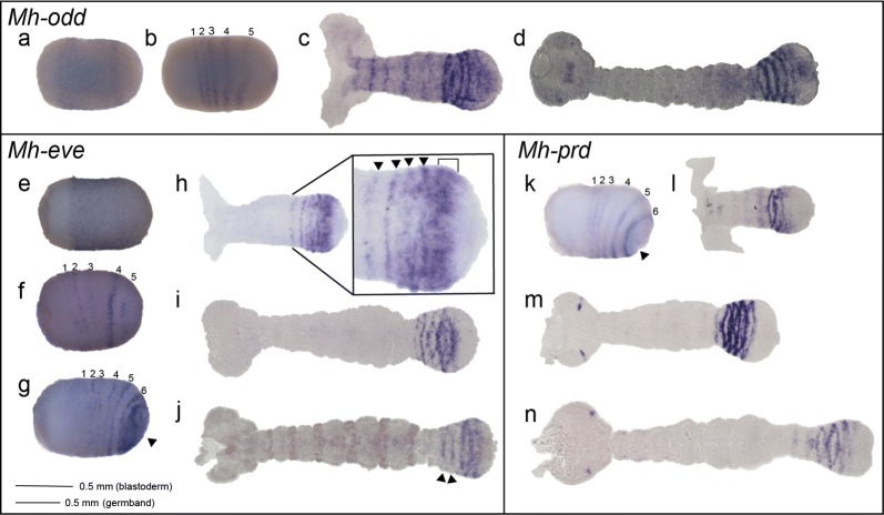 Fig. 4