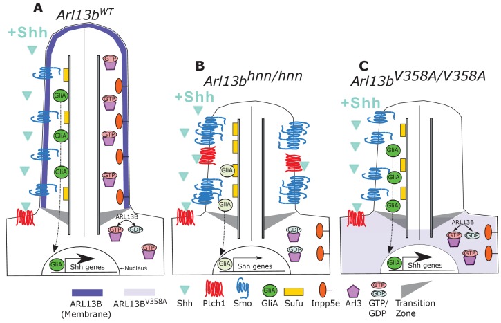 Figure 7.