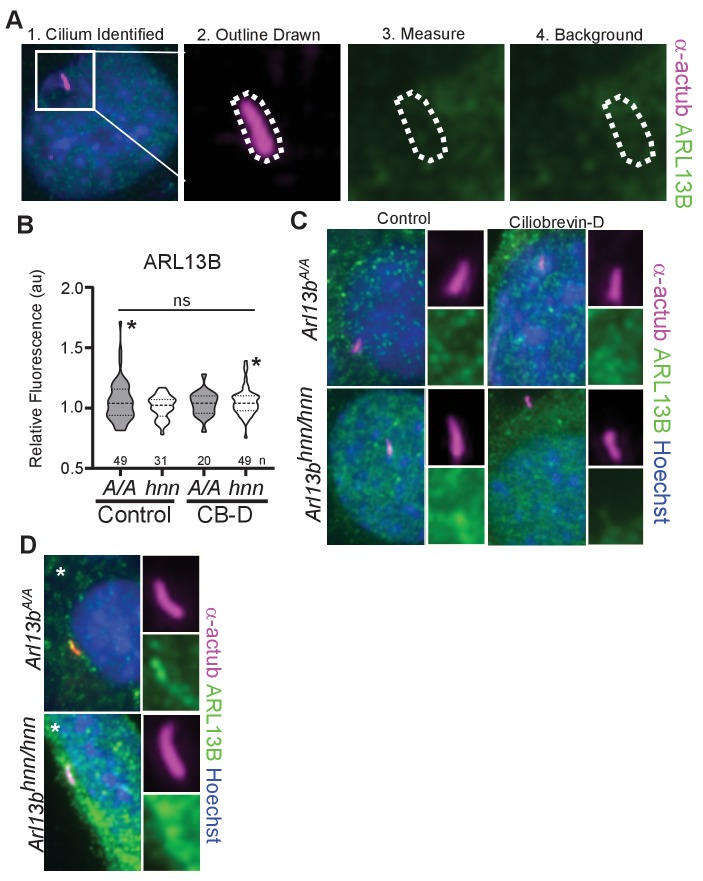 Figure 2—figure supplement 2.