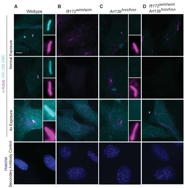 Figure 3—figure supplement 1.