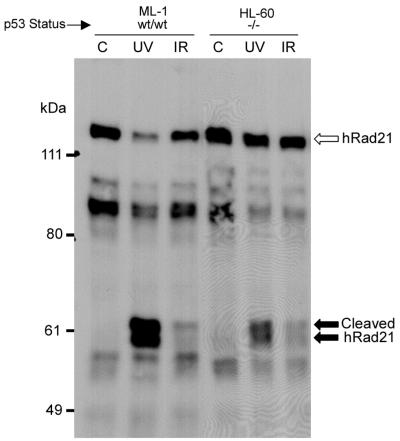 FIG. 12.