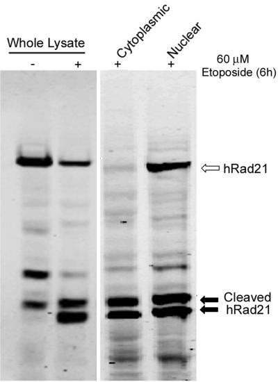 FIG. 8.