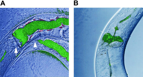 FIG. 2.