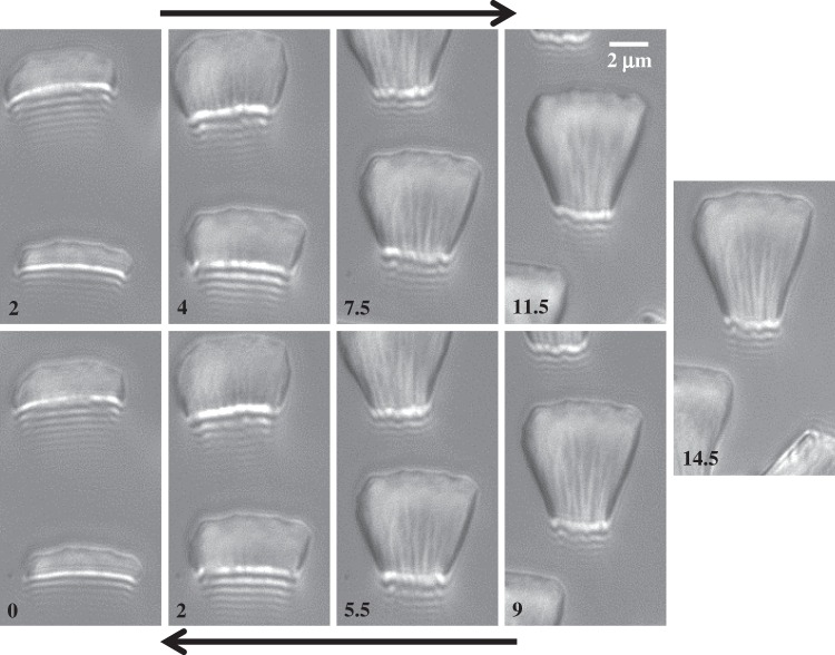 Figure 7.