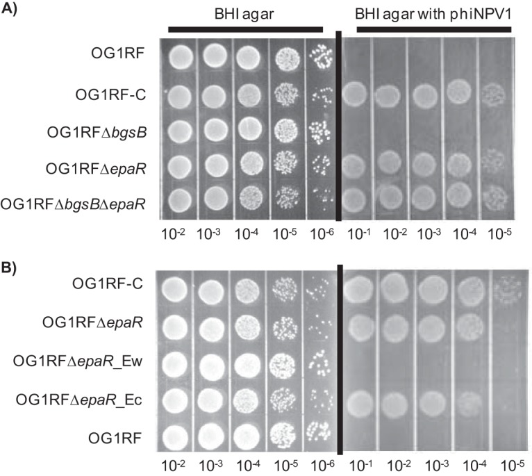 FIG 1