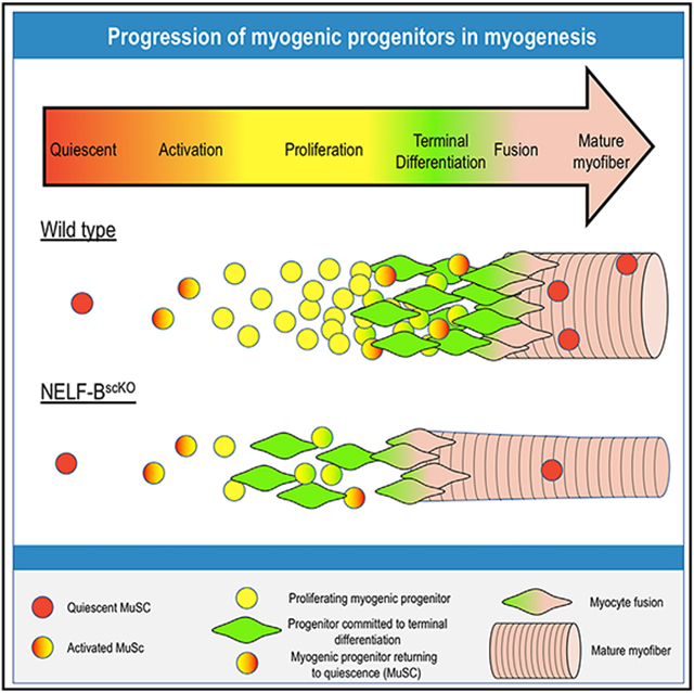 graphic file with name nihms-1719832-f0001.jpg