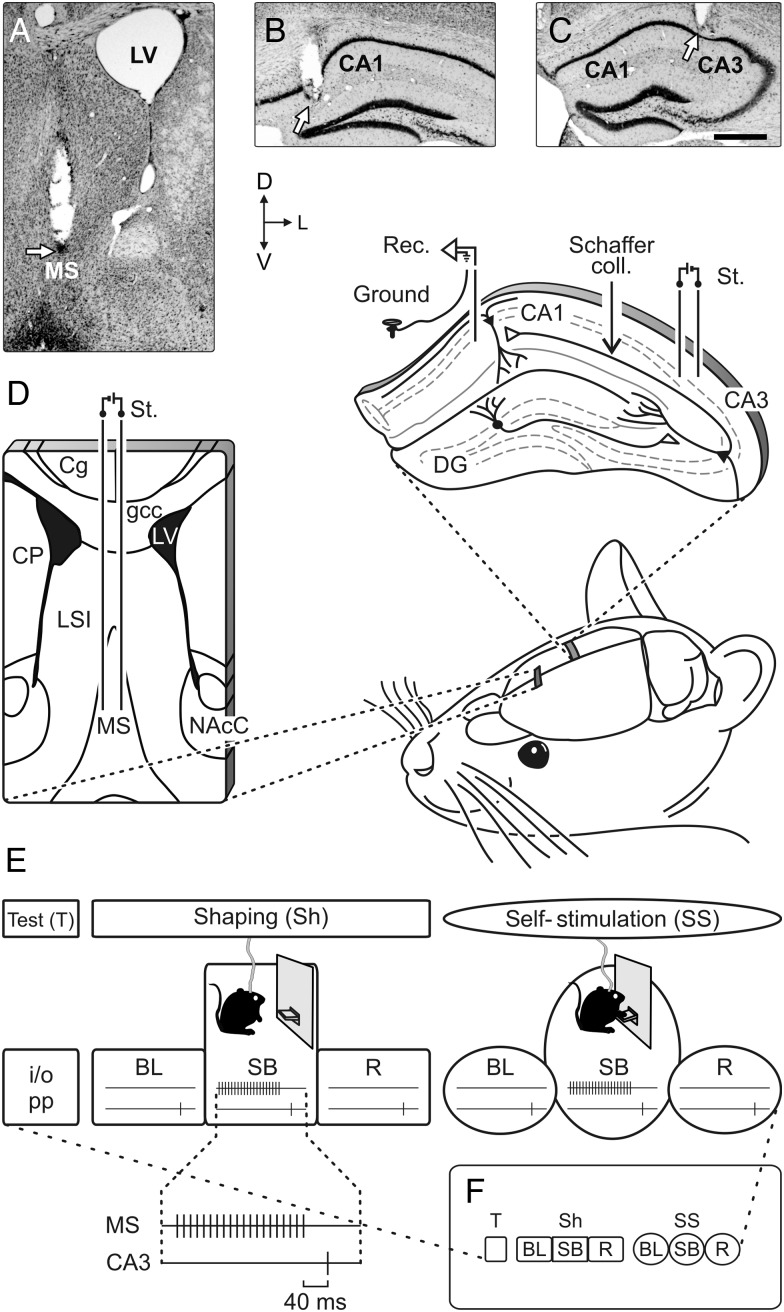 Figure 2.