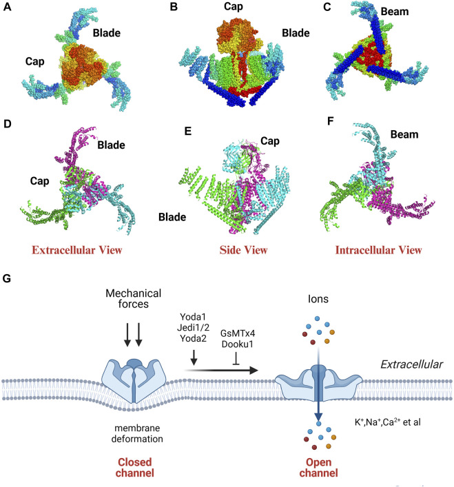 The role of mechanically sensitive ion channel Piezo1 in bone ...