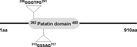 FIGURE 1.