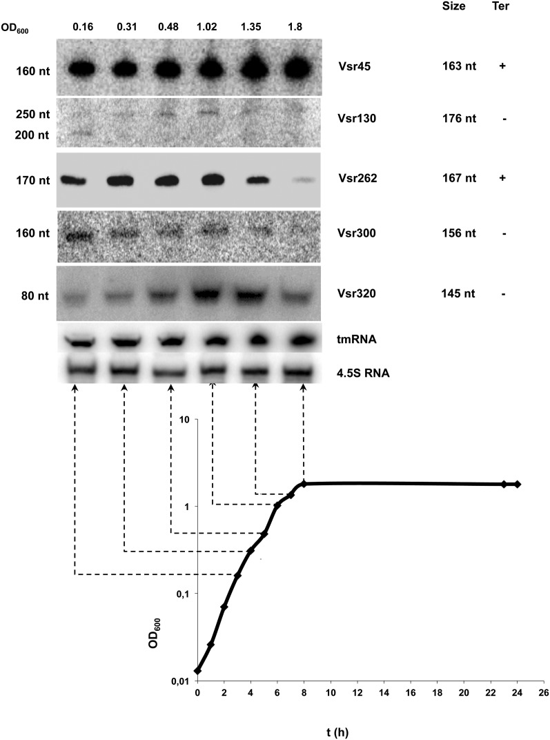 FIGURE 4.