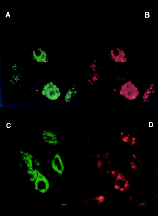 Figure 5  