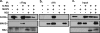 FIG. 8.