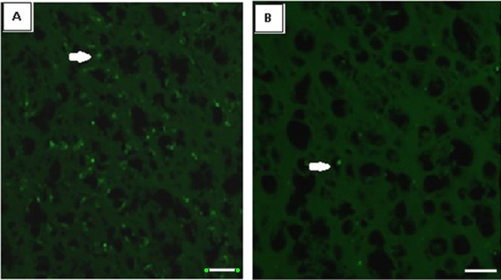 Fig. 9