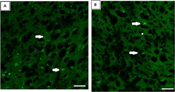 Fig. 7