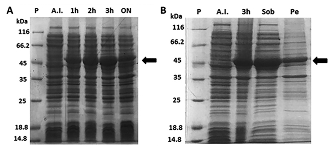 Figure 3.