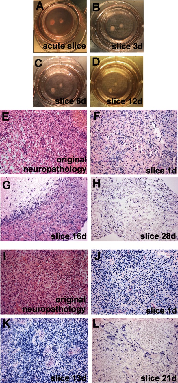 Fig. 1.