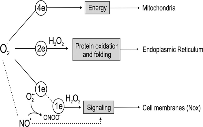 FIG. 2.