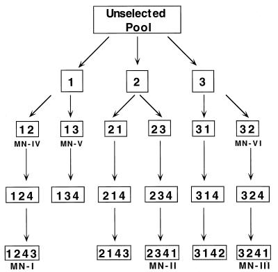 FIG. 1