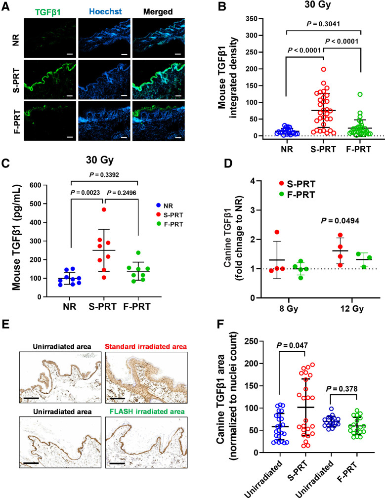 Figure 7. Lower levels of TGFβ1 are induced in F-PRT-treated mouse and canine skin compared with S-PRT. A, Immunofluorescent evaluation of TGFβ1 in mouse skin irradiated with F-PRT or S-PRT (30 Gy; scale bar, 100μm; magnification, ×10). B, Quantification of TGFβ1 signal in skin; n = 5, with six sections per mouse; statistical analysis by Kruskal–Wallis test. C, ELISA of TGFβ1 in the skin of NR (n = 9), F-PRT (n = 8), and S-PRT (n = 8)-treated mice at 18 days post-PRT (30 Gy); statistical analysis by Kruskal–Wallis test. D, ELISA of TGFβ1 in the skin of canine patients at 5 days post-PRT; values normalized to NR samples from the same animal; 8 Gy, n = 5 (F-PRT) and n = 4 (S-PRT); 12 Gy, n = 3 (F-PRT) and n = 4 (S-PRT). Statistical analysis by paired t test (NR vs. PRT by dog) on the log-transformed data. 8 Gy S-PRT, P = 0.4364; 8 Gy F-PRT, P = 0.8241; 12 Gy F-PRT, P = 0.1293. E, IHC evaluation of TGFβ1 in canine skin irradiated with F-PRT or S-PRT (12 Gy) compared with the matched unirradiated area. Scale bar, 200 μm; magnification, ×10. F, Quantification of TGFβ1 signal in canine skin; F-PRT, n = 3; S-PRT, n = 4, with six sections per dog; statistical analysis by mixed effects models. Values represent mean ± SD.