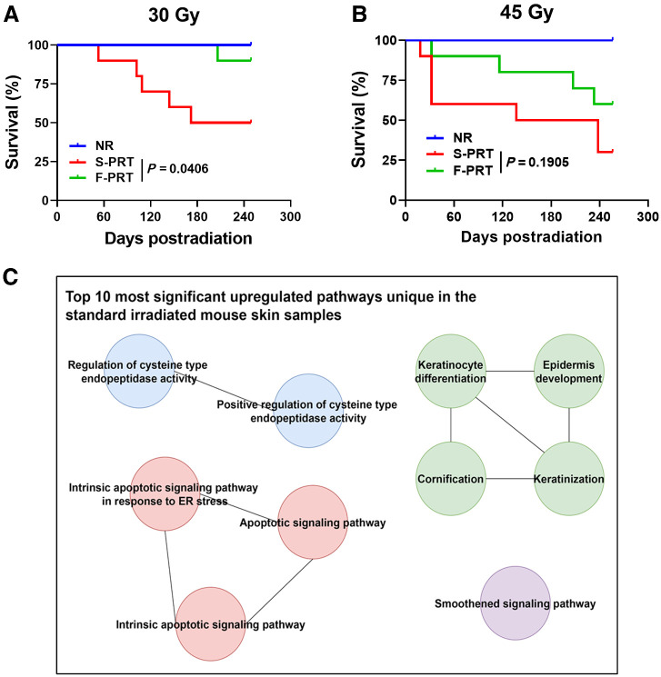 Figure 1. F-PRT protects from morbidities and attenuates upregulation of pathways involved in keratinization and apoptosis, compared with S-PRT. A and B, Kaplan–Meier plots of survival following 30 Gy (A) and 45 Gy (B) of proton radiation, delivered to the mouse hind leg; n = 10, statistical analysis by log-rank test. Events record mortality or mandated euthanasia due to morbidity. C, Gene ontology enrichment analysis of the differentially expressed genes (upregulated) in the skin of S-PRT-treated mice compared with F-PRT-treated mice; n = 4 per group.