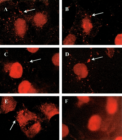 FIG. 5.