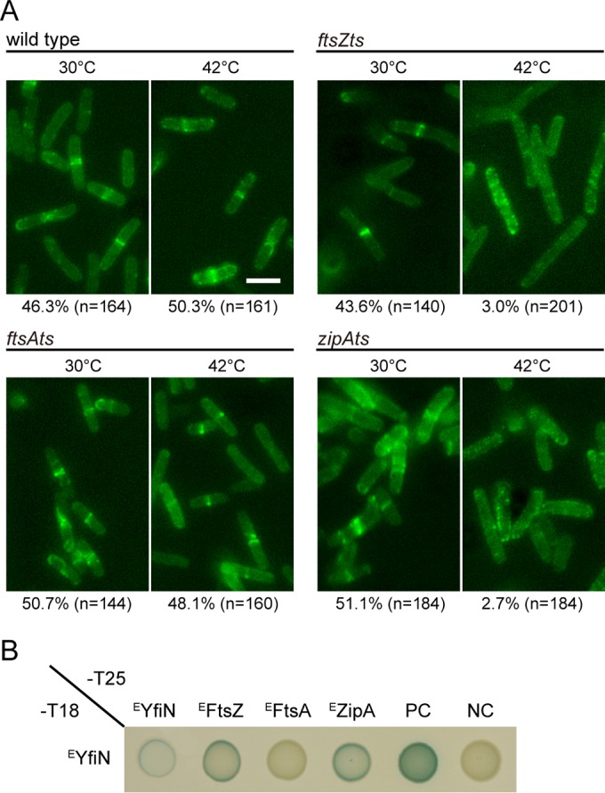 FIG 4 