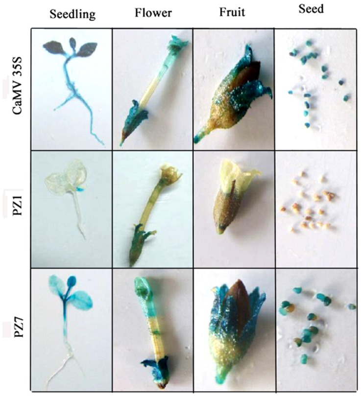 FIGURE 4