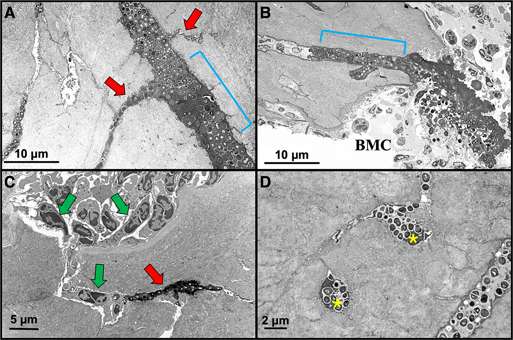 Figure 4: